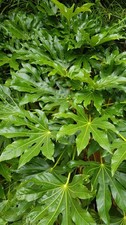 Fatsia japonica / Aralie du