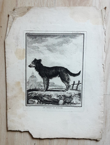 Gravure animaux chien de - gravure,