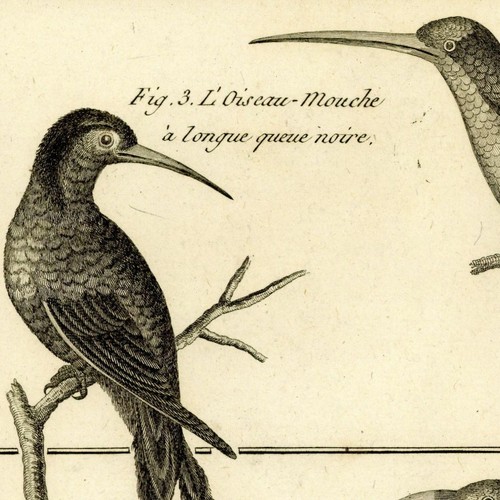 Ornithologie oiseau mouche - ornithologie,
