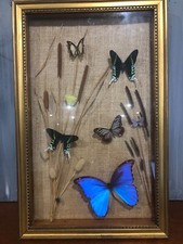 7 JOLIS PAPILLONS ET UNE