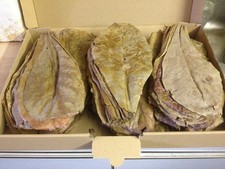 ~100 super feuilles de badamier (=200 Gramme) aquarium poisson crevettes discus