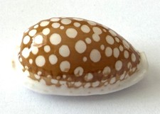 coquillages Cypraea Cribraria