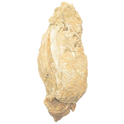 Grosse huitre fossile - , kg