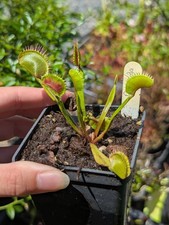 Dionaea Dracula x Purple Giant - Plante Carnivore