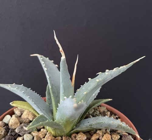 Agave titanota utahensis - agave,