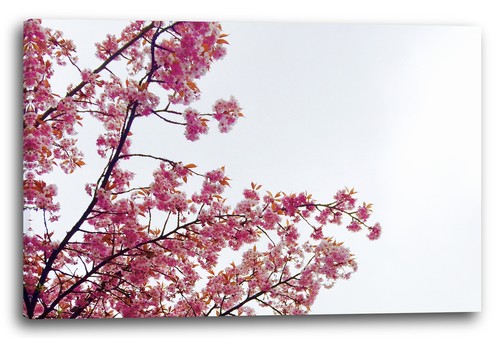 Toile cadres photos fleurs - toile/cadres,