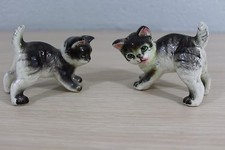 Playful Cat Kitten Kittens