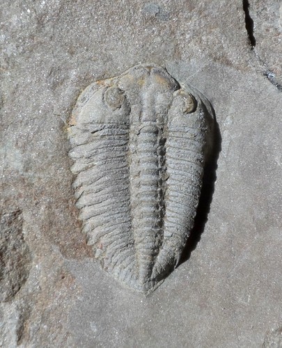Trilobite ordovicien maroc - du,