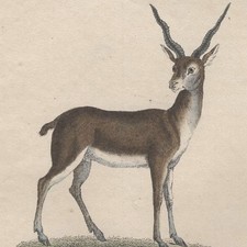 Gazelle Pasan & Antilope -