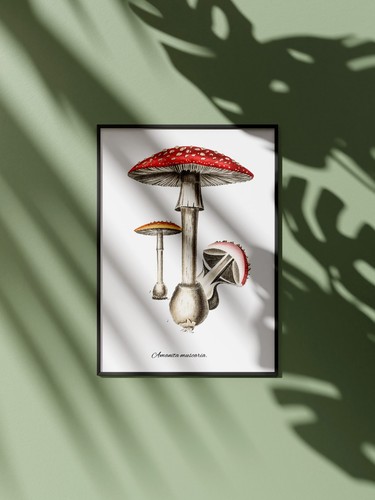 Affiche champignons vintage - champignons,