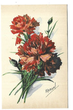 ILLUSTRATION FLEURS  OEILLET