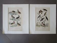 Lot de 2 gravures d'oiseaux