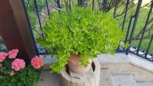 Sedum praealtum ssp - .,
