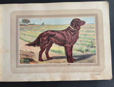 Chasse, Setter Irlandais