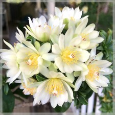 Bouture groseilles des - 1,
