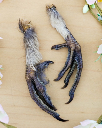 Ruffed grouse pair taxidermy - grouse,