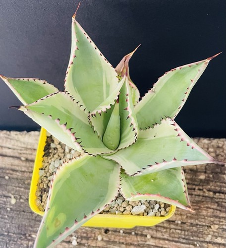 Rare agave celsii mitis nova - !,
