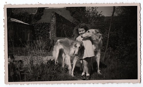 Photo anonyme chien lévrier - anonyme,