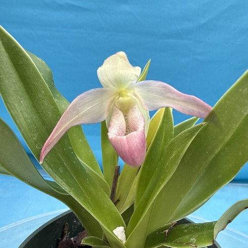 Phragmipedium professor braem - professor,