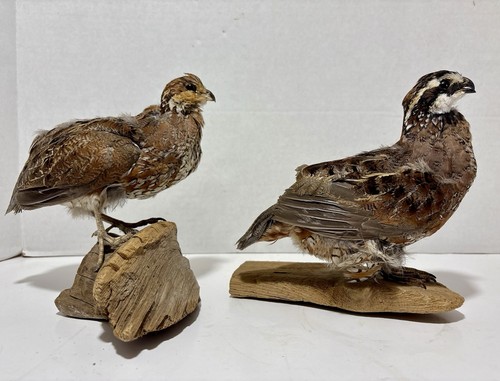 Vtg set bobwhite - vtg, 2