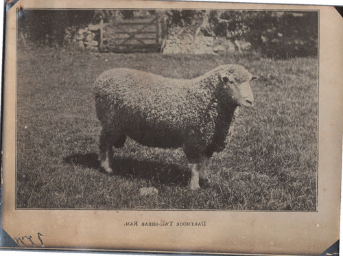 England sheep dartmoor two - sheep,,
