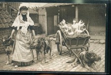 LAITIERE FLAMANDE ATTELAGE CHIENS