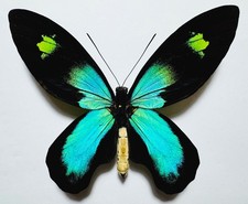 AMAZING VERY BLUE ORNITHOPTERA