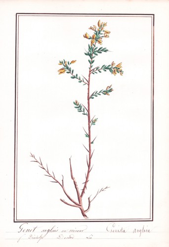 Genista anglica genêt - genista,