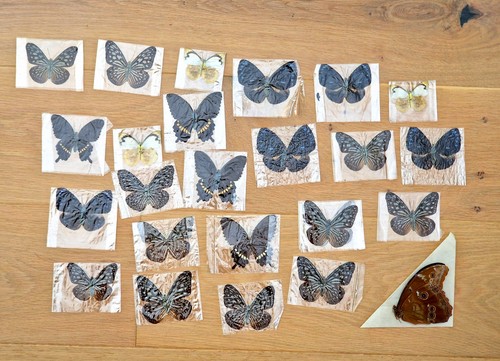 Collection ailes de - d'ailes,
