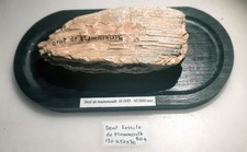 Collection Préhistoire Dent