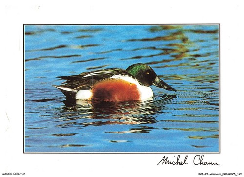 Bcdp3 0264 animaux le canard - bcdp3-0264-animaux,
