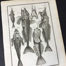 Gravure Rascasse Malarmat