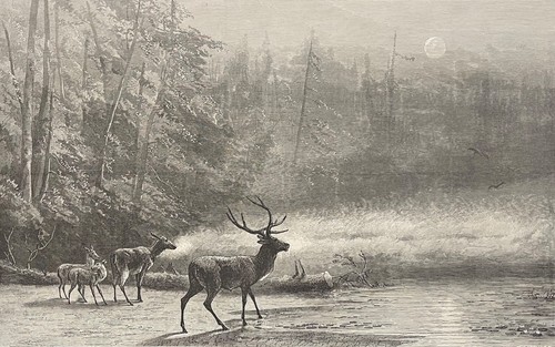 Cervidés cerf william - cervidés,