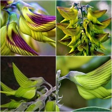 10 graines rares de Crotalaria Cunninghamii - Fleurs d'Oiseau Royal