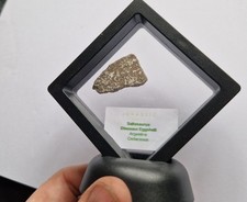 Grand Morceau D'Oeuf De