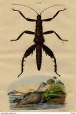Décoration Entomologie