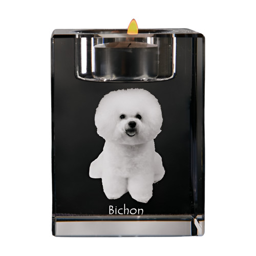Bichon frisé - bichon,