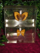 Lot de 2 papillons jaune