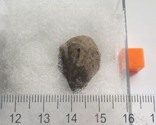 Birostrina Sulcata Bivalve - Argile De Gault, Kent - Crétacé - BOÎTÉ