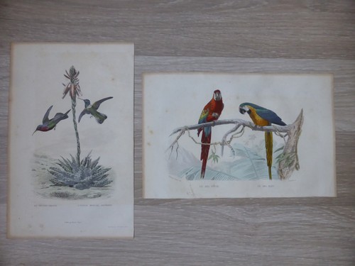 Buffon gravures oiseaux - buffon,