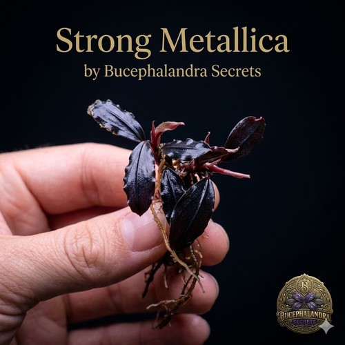 Bucephalandra strong - bucephalandra, "strong