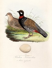 Perdrix Francolin Coq Poules