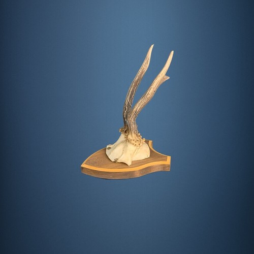 177ca trophée chevreuil - 177ca, de