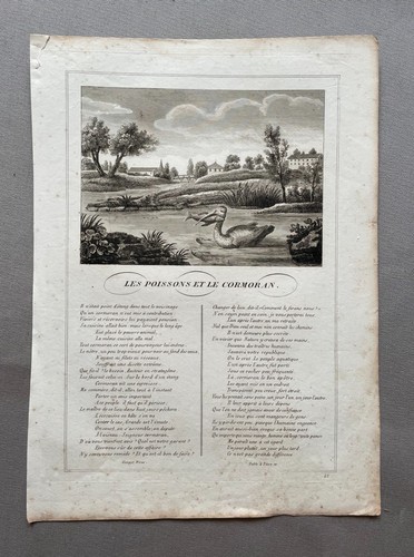 Les poissons cormoran - le,