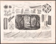 1870 Gravure originale