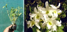 Dendrobium moniliforme x nobile, orchidée, Orchid,