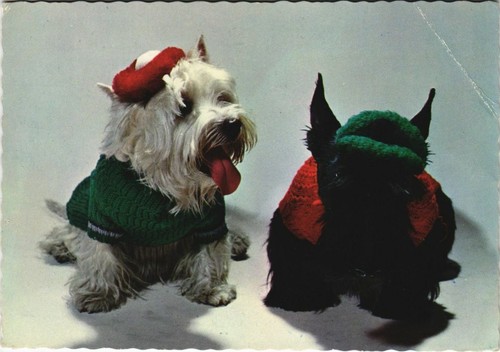 Cpa westie dog - ak,