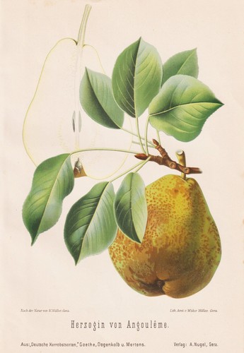 Duchesse angoulême poires - duchesse, d'angoulême