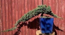 BONSAÏ CASCADE JUNIPERUS