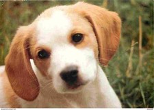 Animaux - Chiens - Epagneul Breton - Chiots - CPM - Voir Scans Recto-Verso
